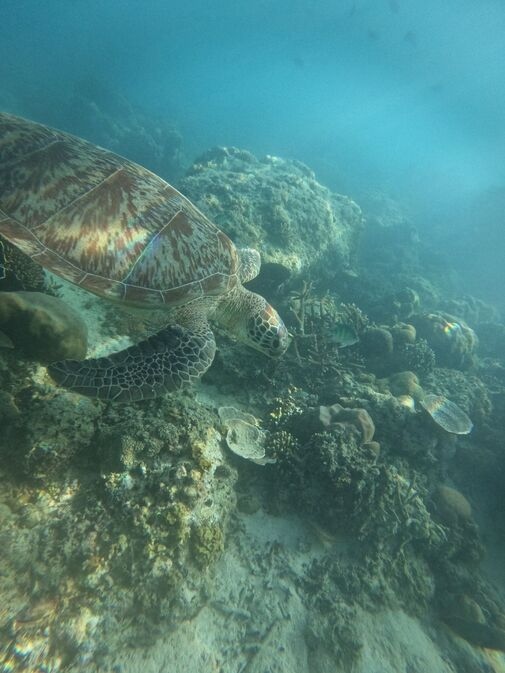 One Day Trip Snorkeling Gili Trawangan - Start From Bali