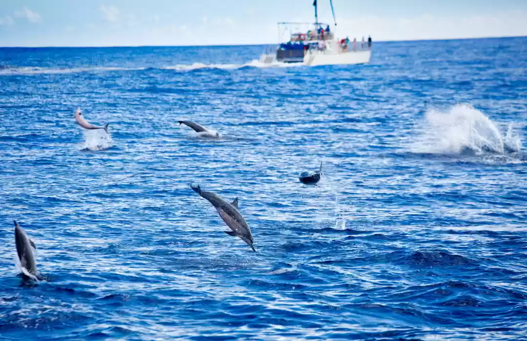 One Day Dolphin Watching Trip at Lovina Beach – Sunrise & Ulun Danu Temple