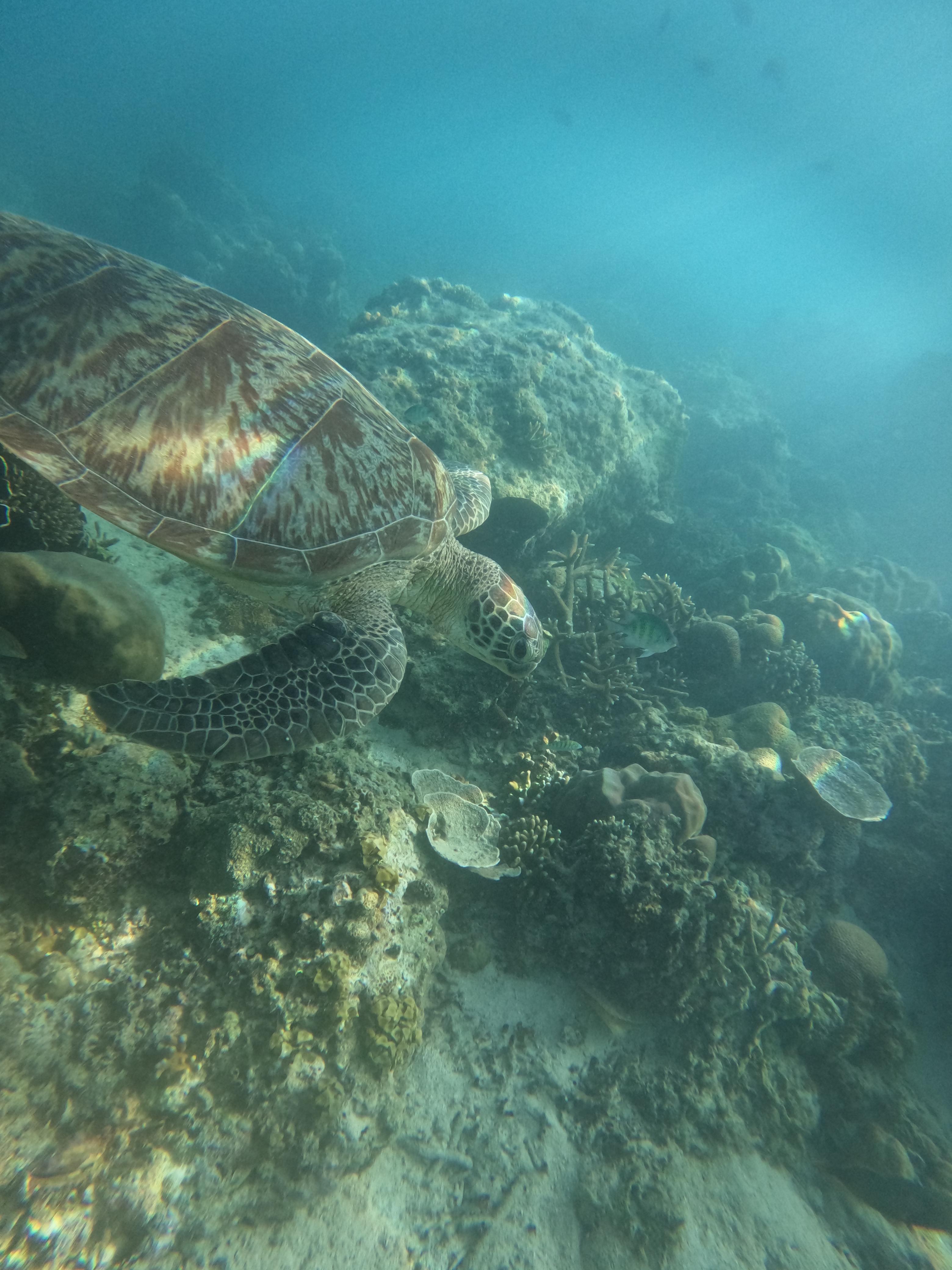 private-snorkeling-trip-gili-one-day-with-semaya-dharma-jet-boat-1